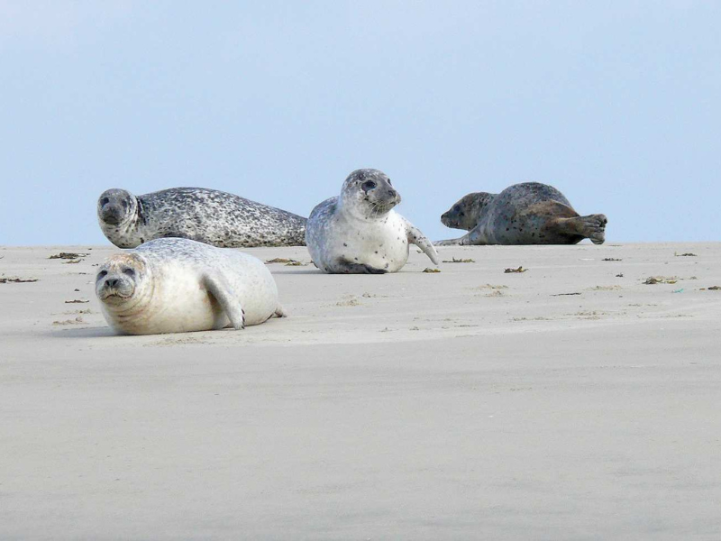 Journée plage à Fort Mahon