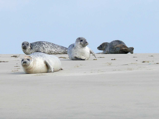 Journée mer à Fort Mahon